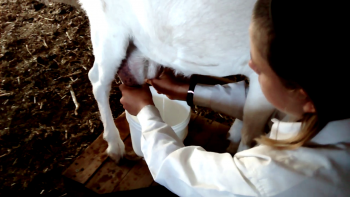 Milking Goat to make goat cheese for our Galilee Green Greek Salad