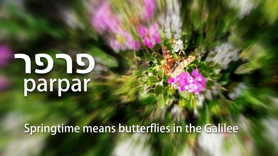 Butterfly - Parpar