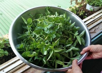 Use fresh basil to make presto pesto