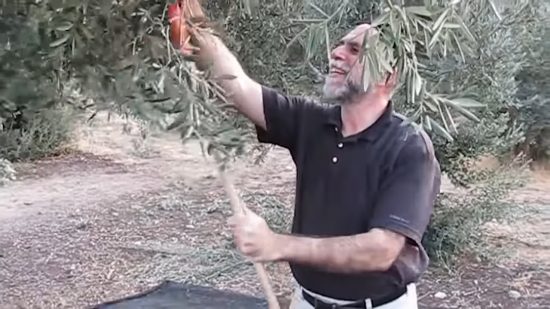 Best Olive Oil from Israel - being picked by Rabbi Shmuel Veffer of Galilee Green.