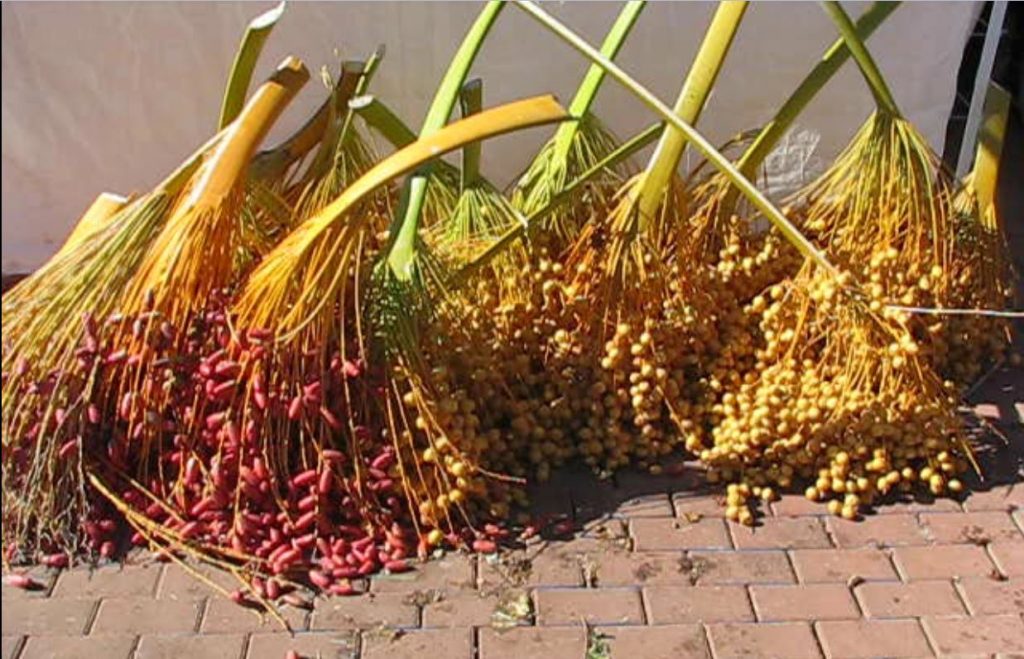 dates used to make date squares