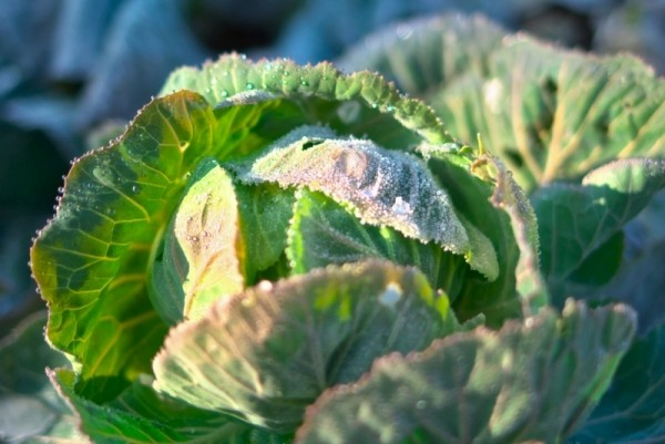 New year\'s Eve cabbage 20141231 New year\'s Eve cabbage 20141231