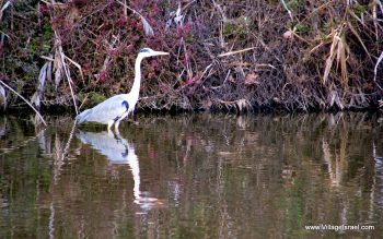 Blue Heron at Hula Valley Israel