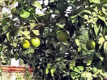Lemon tree in our garden - not suitable for our Fennel and Grapefruit Salad