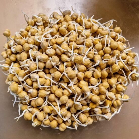 Sprouted organic chickpeas for falafel balls